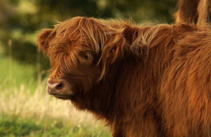 Wandelen met de kids